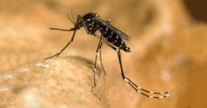 Mitos e verdades sobre a febre amarela
