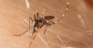 Febre amarela: saiba como reconhecer casos suspeitos