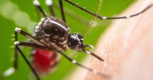 Estado de SP registra morte por febre amarela; entenda sintomas