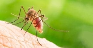 Três estados brasileiros estão em alerta para a febra amarela