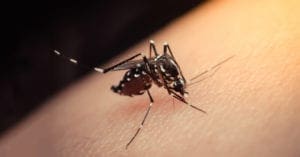 Os sintomas de dengue, chikungunya e zika