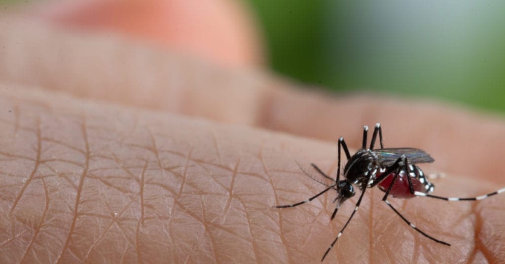 Dengue