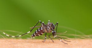 Bauru passa por epidemia de dengue