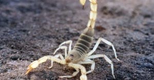 Infestação de escorpiões coloca interior de SP em alerta