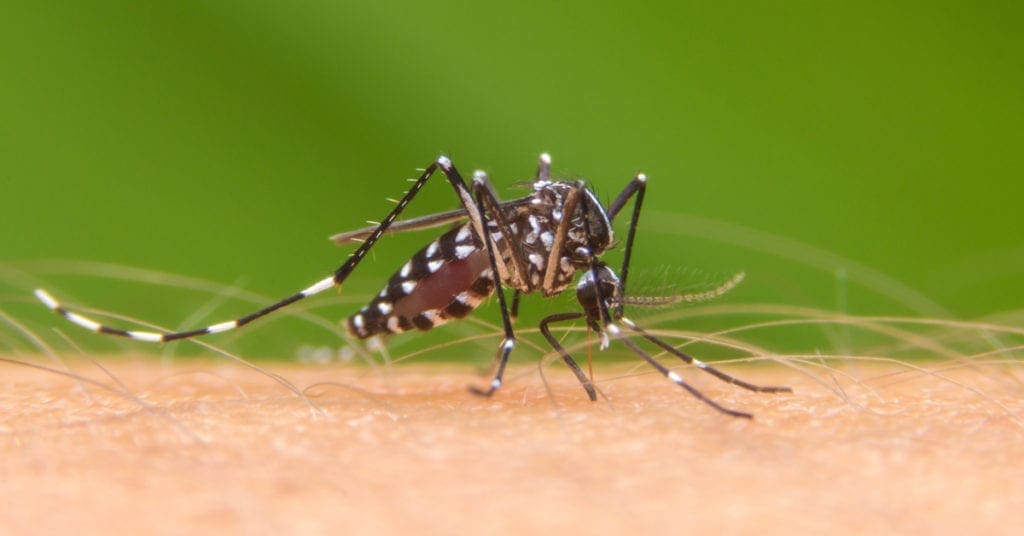 dengue
