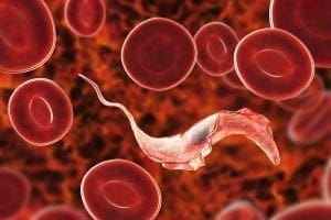 Estudo inédito para tratamento de insuficiência cardíaca em pacientes com doença de Chagas