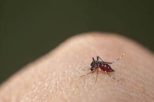 Bayer firma parceria para desenvolver app de combate ao Aedes aegypti