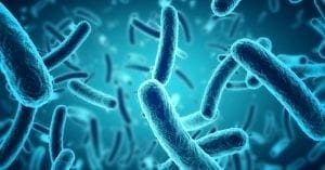 Probióticos: como essas bactérias agem no seu intestino?