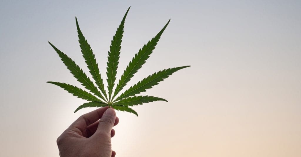 uso-medicinal-da-cannabis-e-tema-de-seminario-online-gratuito