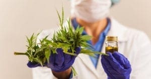 Cannabis medicinal abre oportunidades para pequenos negócios