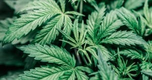 Argentina legaliza autocultivo de maconha para uso medicinal
