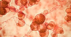 Anvisa identifica primeiro caso de fungo fatal e resistente a medicamentos no Brasil