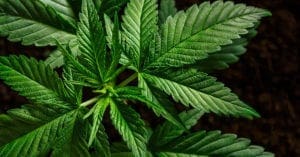 HempMeds tem melhor primeiro semestre no mercado brasileiro de canabidiol