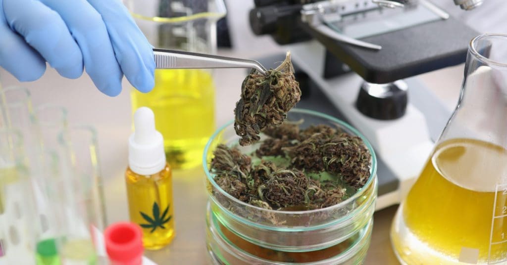 autorização-sanitária-Cannabis