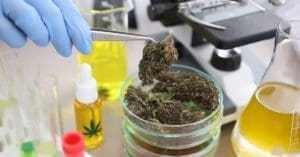 Perguntas e respostas sobre autorização sanitária de produtos de Cannabis