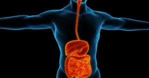 Saúde digestiva: conheça mais sobre seus órgãos e atenção a sintomas