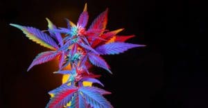 Cinco pontos positivos e negativos do mercado de cannabis medicinal no Brasil