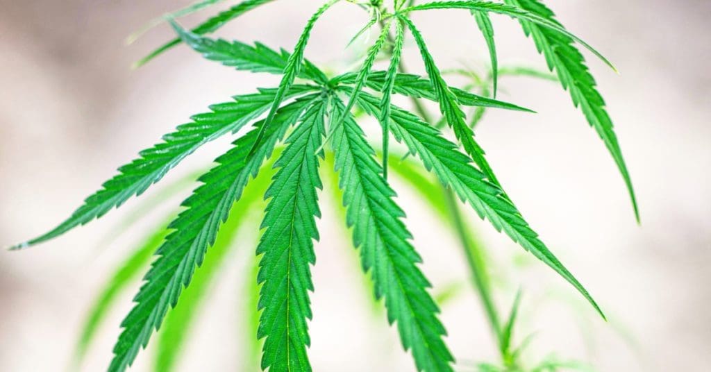 produção-industrial-maconha