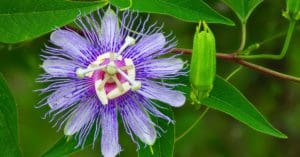 Ansiedade: é possível tratar com fitoterápicos?
