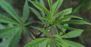 Aumenta o número de doenças que são tratadas com remédios derivados da cannabis