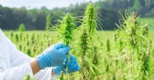 Câmara Municipal de Salvador aprova projeto que cria política para distribuição de cannabis medicinal através do SUS