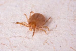Como evitar contato com o carrapato que causa a febre maculosa