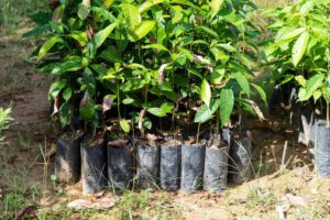 AstraZeneca anuncia investimento de mais de R$ 350 milhões em projeto de reflorestamento