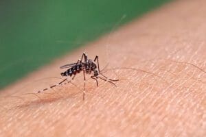 OMS alerta para risco global de disseminação da Chikungunya