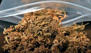 Consumo e casos de intoxicações da droga K9 estão crescendo no País