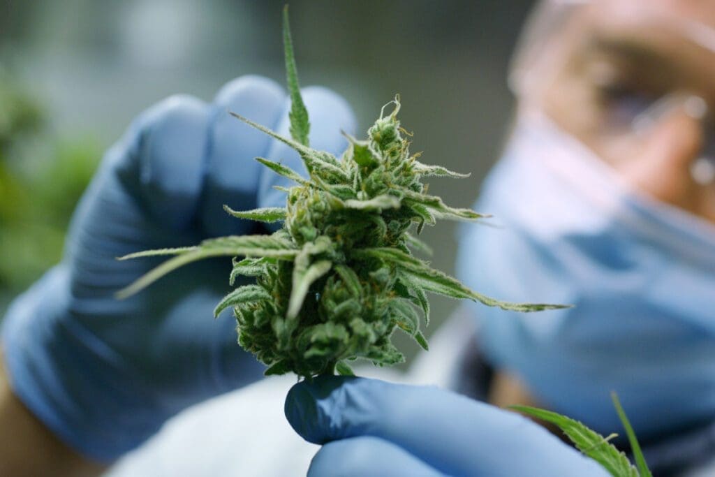 saiba-como-comecar-o-tratamento-com-cannabis-medicinal-em-2024