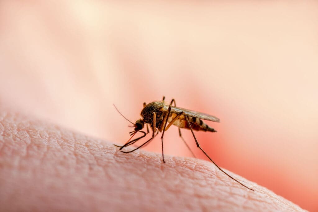 numero-de-casos-de-dengue-em-2024-mais-que-triplica-em-relacao-ao-mesmo-periodo-de-2023