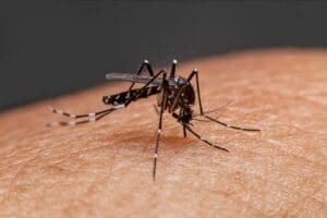 Sobe para 11 o número de mortos pela dengue no estado de SP em 2024