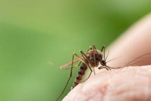 Rio de Janeiro confirma primeira morte por dengue em 2025