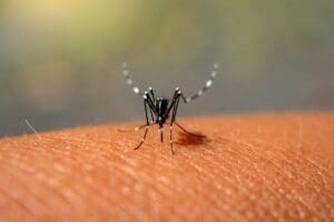 Cidade de SP já registra mais de 100 mil casos de dengue em 2024