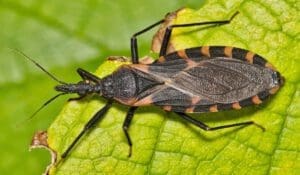 Doença de Chagas: entenda transmissão, tratamento e como evitar