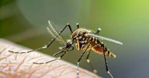 Entenda diferenças entre o vetor da oropouche, o Aedes e o pernilongo