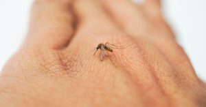 Dengue: saiba por que o tipo 3 é motivo de preocupação