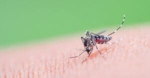 Dengue: apenas 41,7% conhecem a doença verdadeiramente