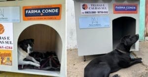 Farma Conde fortalece Projeto Pet Comunitário